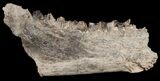 Long Oreodont (Merycoidodon) Jaw Section - South Dakota #10691-1